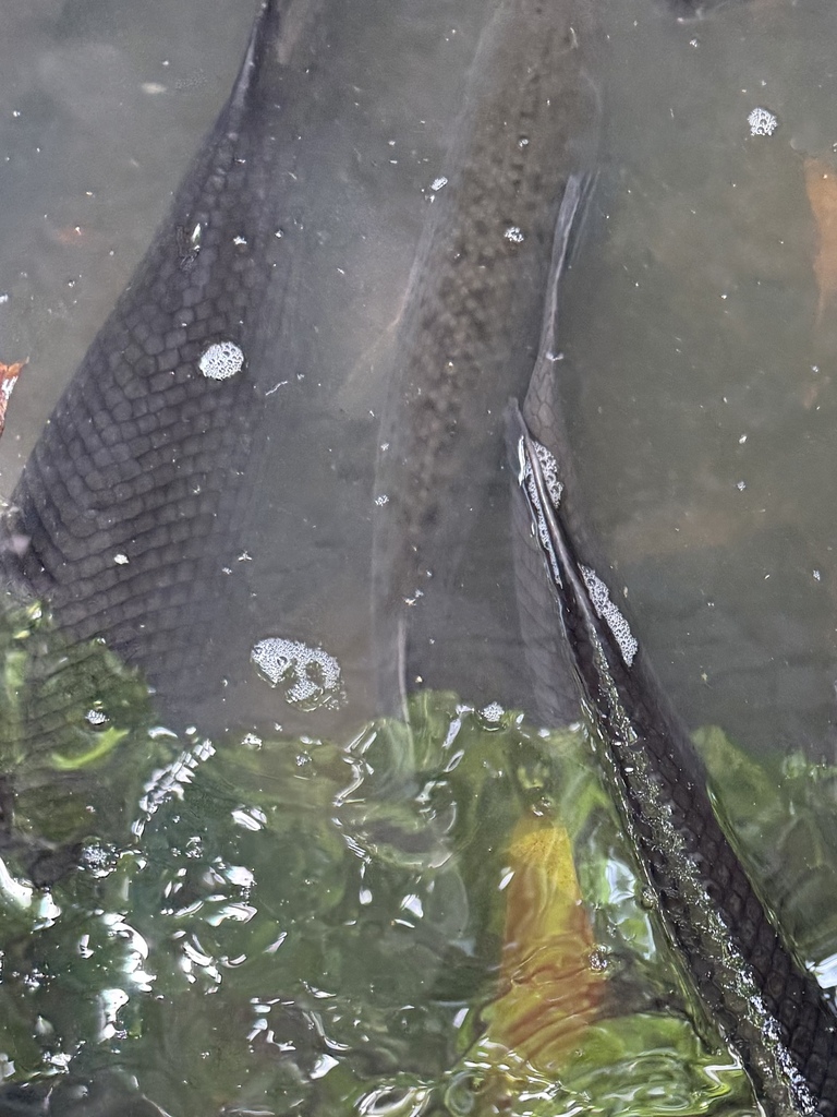 Tropical Gar (Atractosteus tropicus)