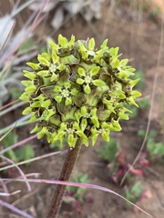 Asclepias macropus