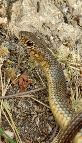 Caspian Whipsnake