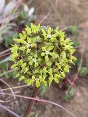 Asclepias macropus