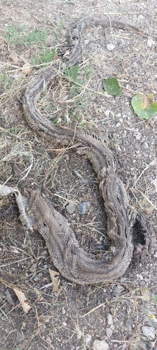 Four-lined Snake