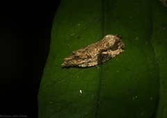 Megalota uncimacula