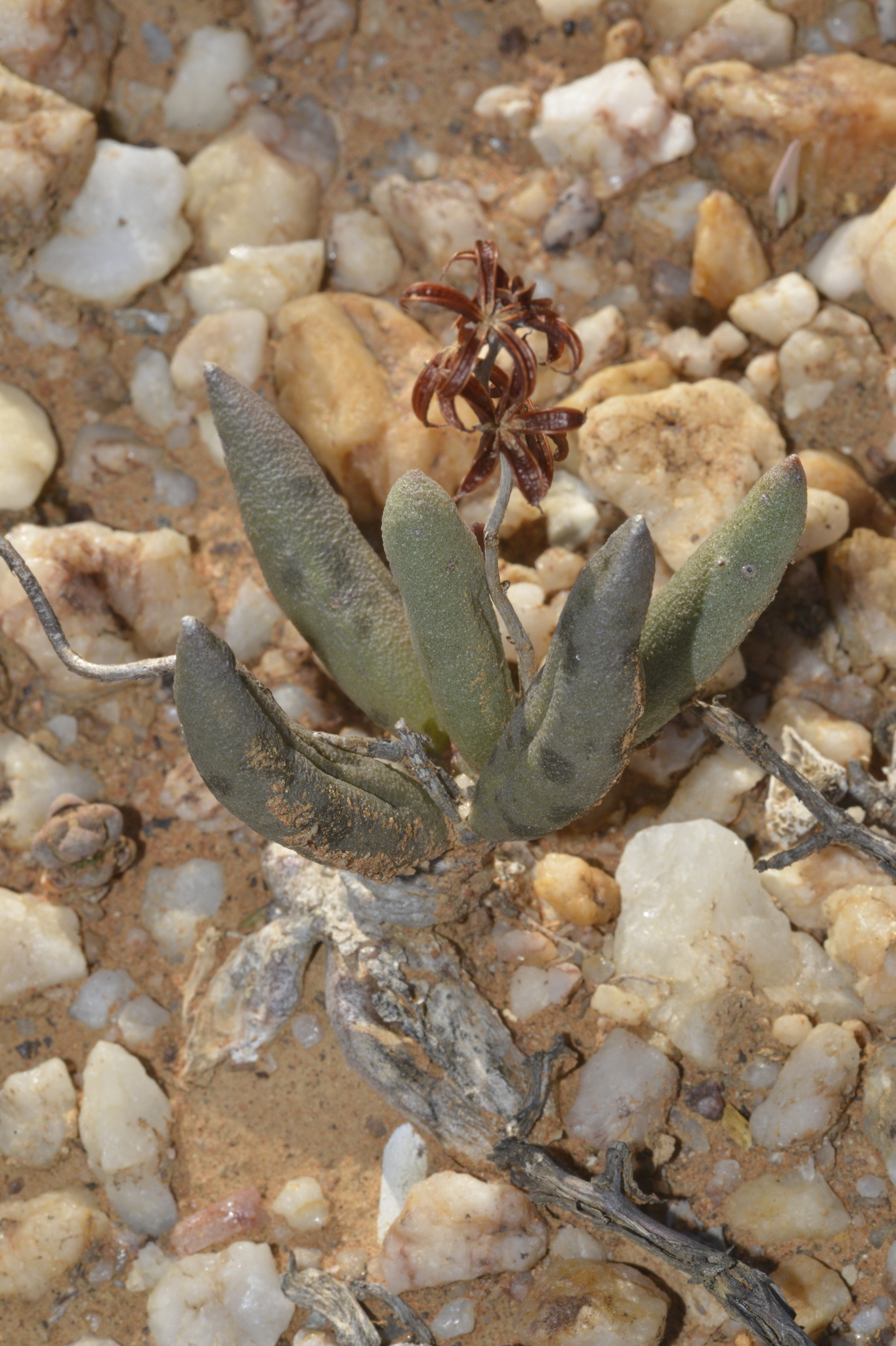 Imagem de Adromischus marianiae