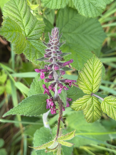 hedge woundwort