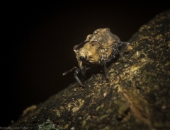 Brachyphyes thoracicus