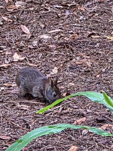Marsh Rabbit observed by ladymothra