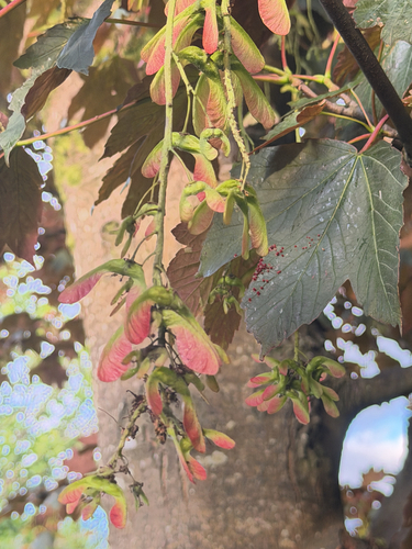 sycamore maple