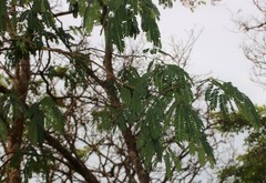 Albizia odoratissima