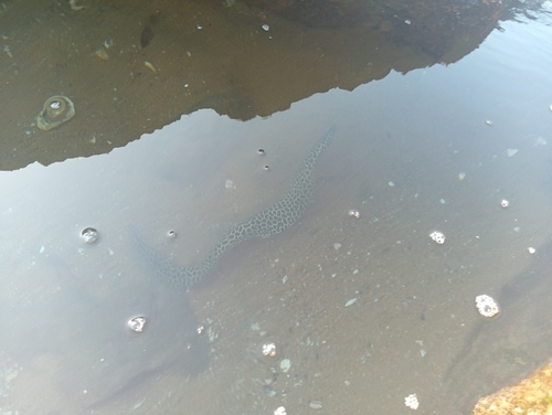 Laced Moray