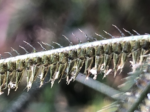 Dactyloctenium australe, photograph 1