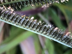 Dactyloctenium australe