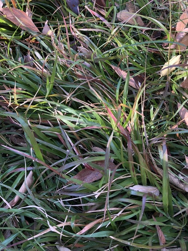 Dactyloctenium australe, photograph 3