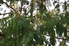 Albizia odoratissima