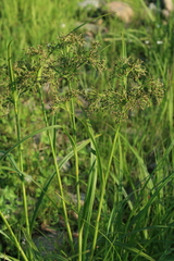 Scirpus orientalis