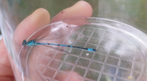 Azure Damselfly