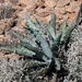 La Paz Agave - Photo (c) jrebman, some rights reserved (CC BY-NC), uploaded by jrebman