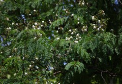 Albizia odoratissima