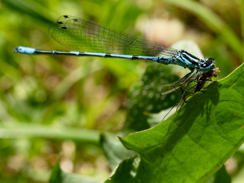 Azure Damselfly