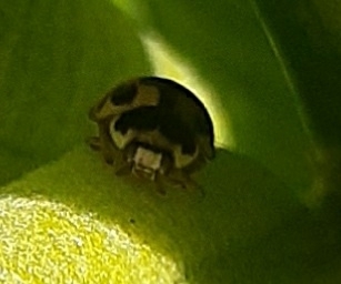 Fourteen-spotted Lady Beetle