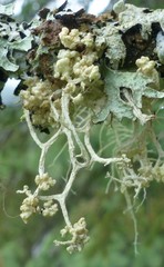 Tremella everniae