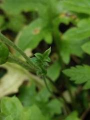 Macrachaenium gracile