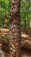 Albizia odoratissima