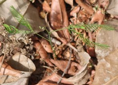 Albizia odoratissima