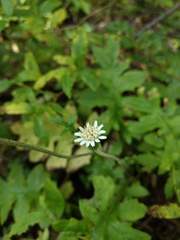 Macrachaenium gracile