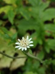 Macrachaenium gracile