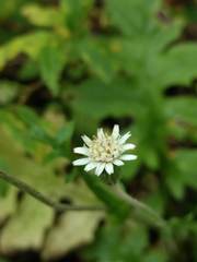 Macrachaenium gracile