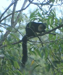 Ratufa bicolor