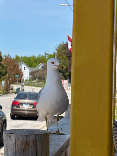 Ring-billed Gull observed by radiosnow