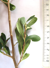 Diospyros austro-africana