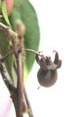 Diospyros austro-africana