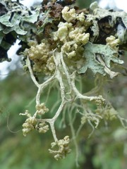Tremella everniae