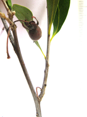Diospyros austro-africana