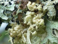 Tremella everniae