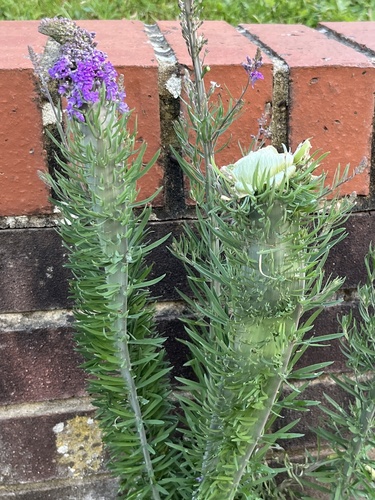 Linaria purpurea