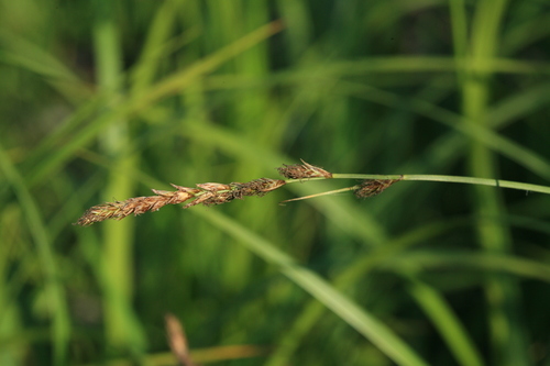 Carex lithophila iNat (3)