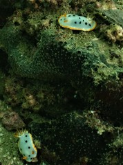 Chromodoris orientalis