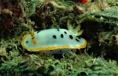 Chromodoris orientalis