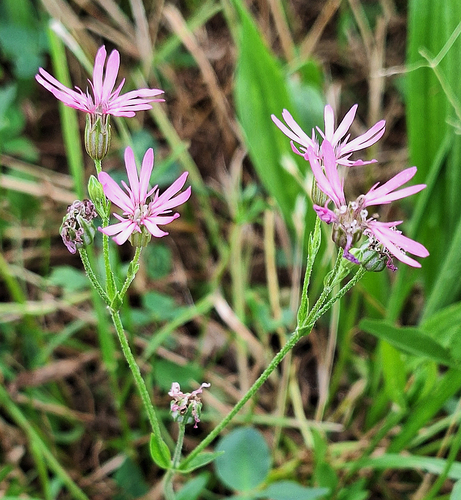 ragged-robin