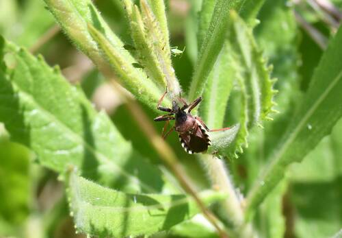 Rhynocoris erythropus