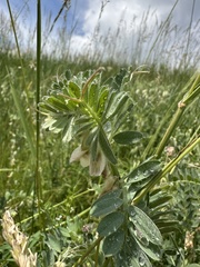 Vicia pannonica, photograph (c) Katrin Simon, some rights reserved (CC BY)