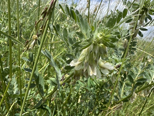 Vicia pannonica, photograph 5