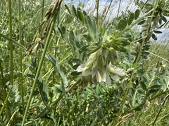 Vicia pannonica, photograph (c) Katrin Simon, some rights reserved (CC BY)