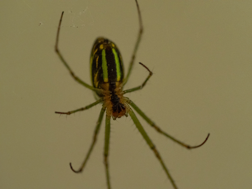 Black-striped Orchard Spider