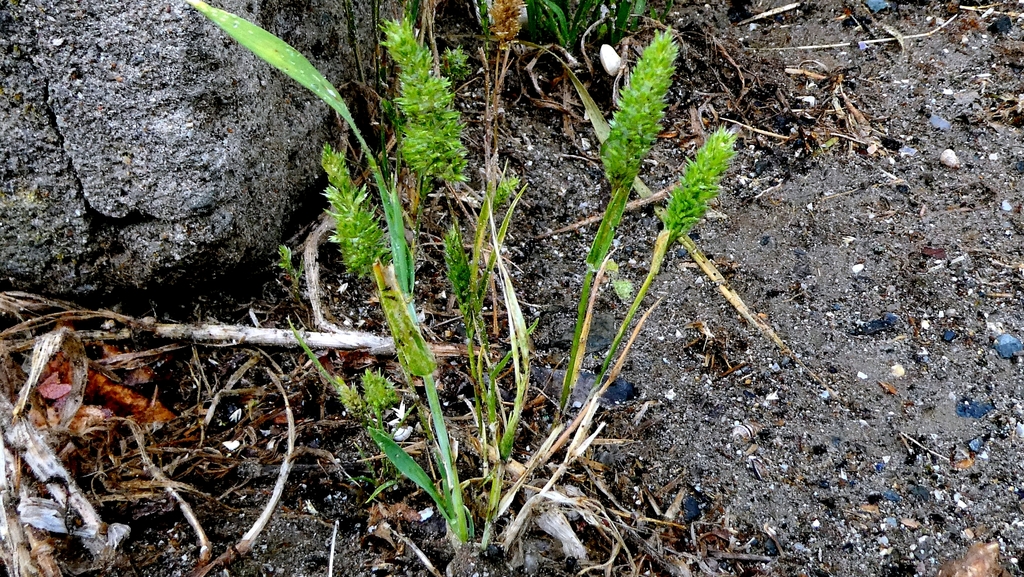 Rostraria cristata; photograph author not stated, no rights reserved