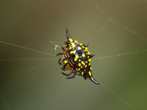Parallel-spined Spiny Orbweaver