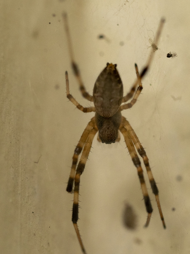 Asian Hermit Spider